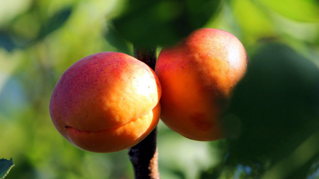 Обои картинки фото природа, плоды, абрикосы