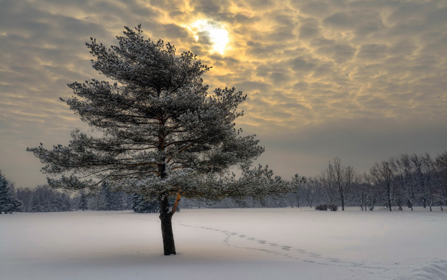 Обои картинки фото природа, деревья, дерево, снег, зима