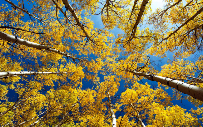 Обои картинки фото природа, деревья, осень, небо, кроны, березы
