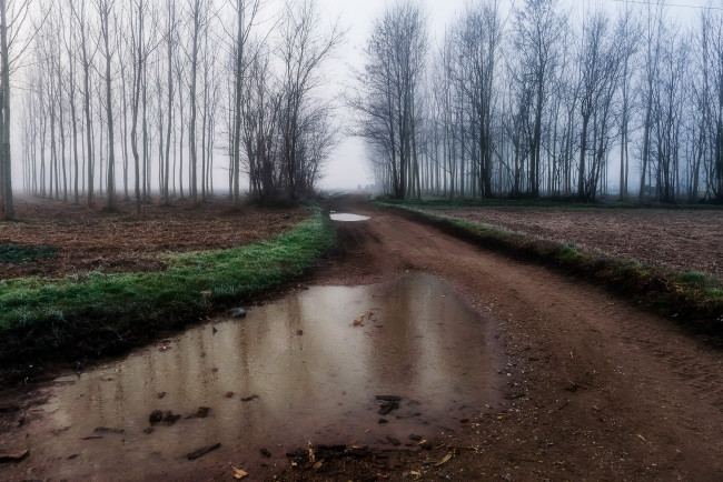 Обои картинки фото природа, дороги, туман, деревья, дорога