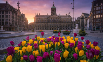обоя города, амстердам , нидерланды, площадь, цветы, тюльпаны