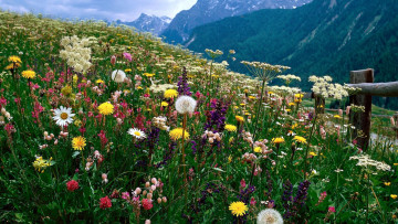 Картинка природа луга альпийский луг разнотравье
