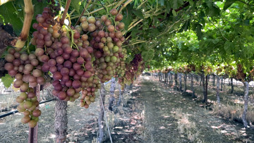 Картинка природа ягоды +виноград виноград