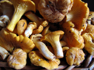 обоя еда, грибы,  грибные блюда, лисички