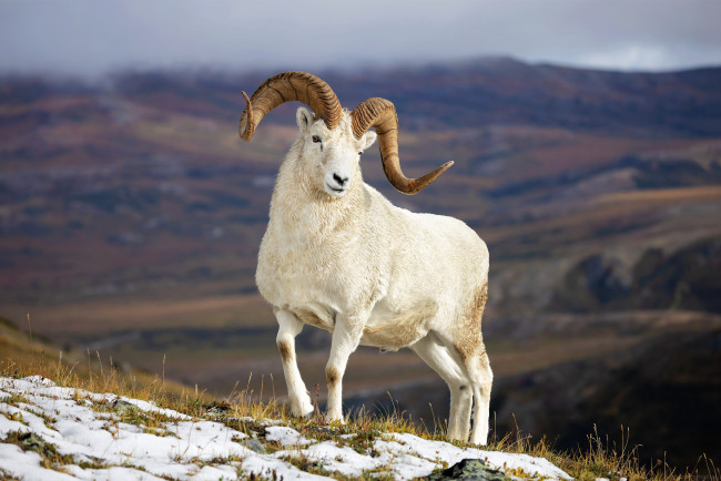 Обои картинки фото баран далла, dall sheep, животные, овцы,  бараны, баран, далла, dall, sheep