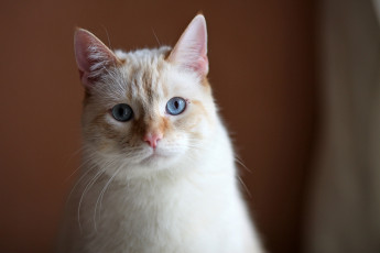 Картинка животные коты кот глаза уши