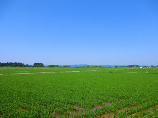 Картинка природа поля рис поле