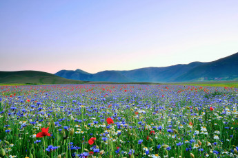 Картинка природа луга горы цветы
