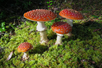 Картинка природа грибы мухомор лес мухоморы мох