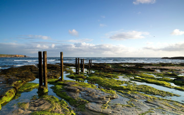 Картинка природа побережье море отлив сваи камни водоросли