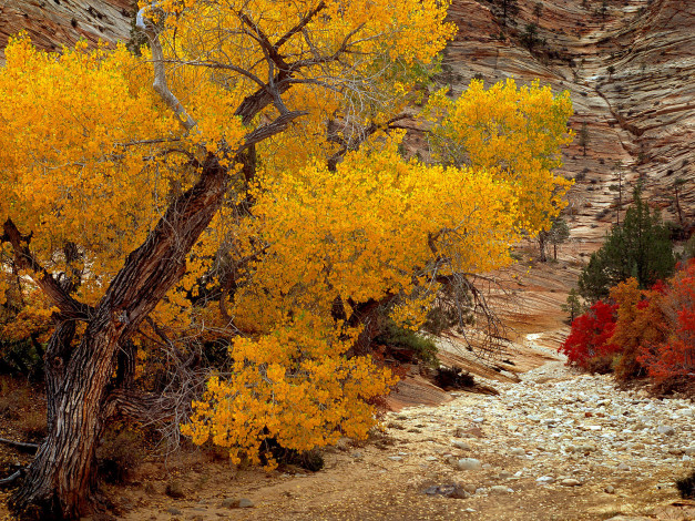 Обои картинки фото природа, горы, zion, national, park