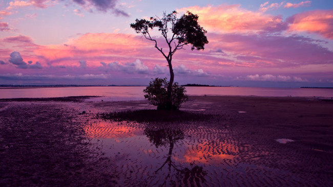 Обои картинки фото природа, восходы, закаты, розовый, закат, вода, облака, дерево