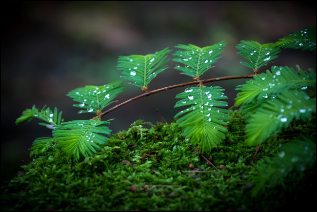 Обои картинки фото природа, листья, ветка, капли, мох, дождевые