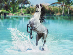 Картинка животные лошади вода брызги конь