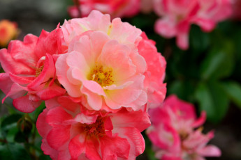 Картинка цветы розы чайные розовые