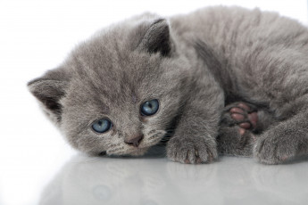 Картинка животные коты отражение взгляд голубые глазки котёнок малыш