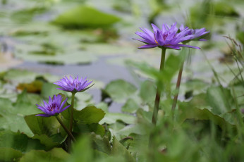 Картинка цветы лилии+водяные +нимфеи +кувшинки пейзаж листики красота озеро водяные кувшинки