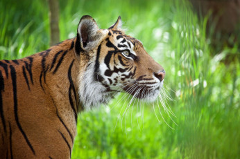 Картинка животные тигры кошка полоски профиль морда