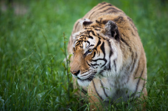 Картинка животные тигры профиль морда кошка