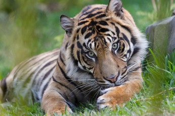 Картинка животные тигры умывание лапы морда