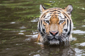 Картинка животные тигры вода морда купание