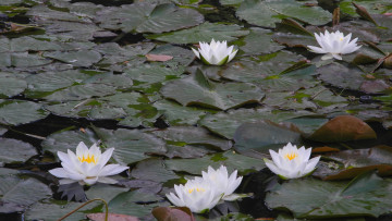 Картинка цветы лилии+водяные +нимфеи +кувшинки водяные кувшинки листики озеро