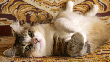 Картинка животные коты глаза диван кошка