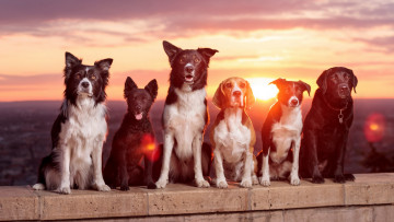 Картинка животные собаки друзья закат