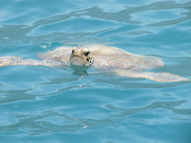 Обои картинки фото животные, Черепахи, волны, заплыв