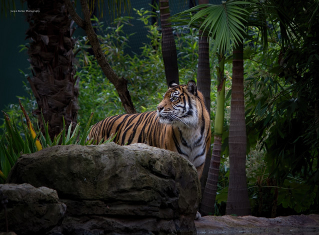 Обои картинки фото животные, тигры, заросли, кошка, морда