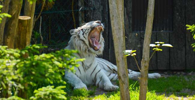 Обои картинки фото животные, тигры, зевает, кошка, зоопарк, клыки, пасть