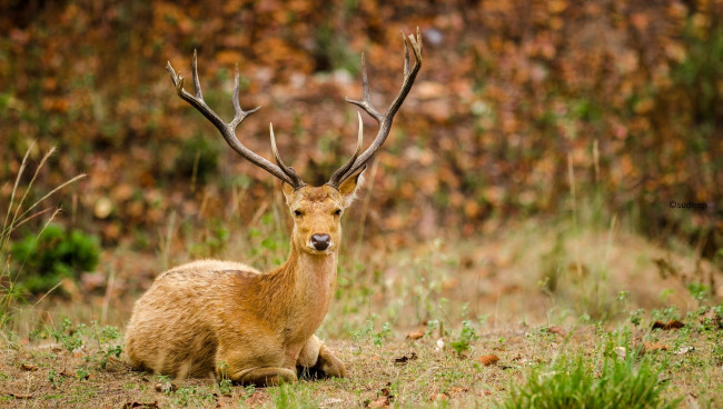 Обои картинки фото животные, олени, осень, лес, рога