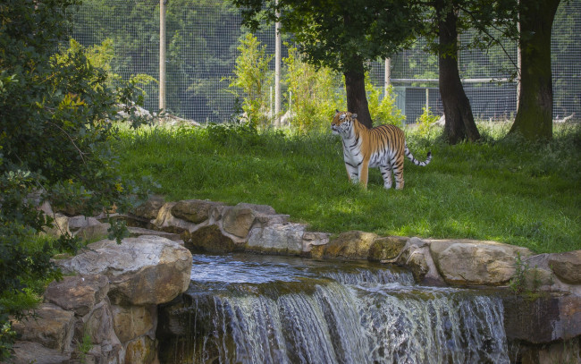 Обои картинки фото животные, тигры, ручей, зоопарк, хищник, амурский