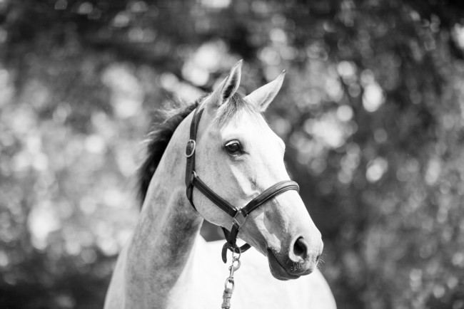 Черно Белое Фото Лошади