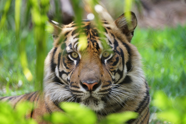 Обои картинки фото животные, тигры, хищник, морда