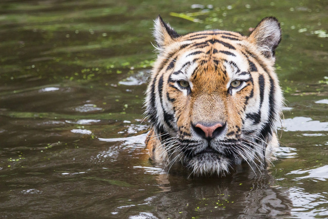 Обои картинки фото животные, тигры, вода, морда, купание