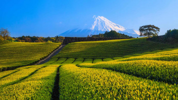 Картинка природа пейзажи небо облака поле гора фудзияма Япония
