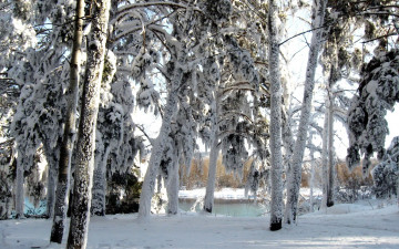 Картинка природа зима лес заснеженный