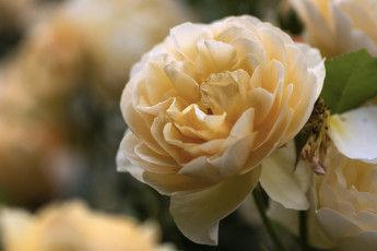 Картинка цветы розы лепестки бутон