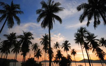 Картинка природа деревья sea силуэт beautiful paradise пальмы tropical palms beach seascape summer море sunset берег лето пляж закат