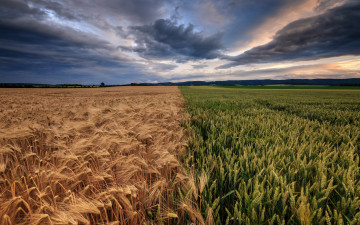 Картинка природа поля пейзаж колосья колоски ржаное рожь половина злаковое поле горизонт простор тучи облака пасмурно злаки пшеничное хлеб лето пополам небо пшеница два злака