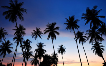 Картинка природа восходы закаты summer sunset пальмы beach palms paradise берег море tropical лето пляж sea силуэт seascape beautiful закат