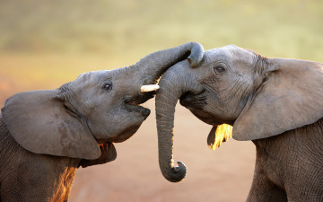 Картинка животные слоны хоботы пара