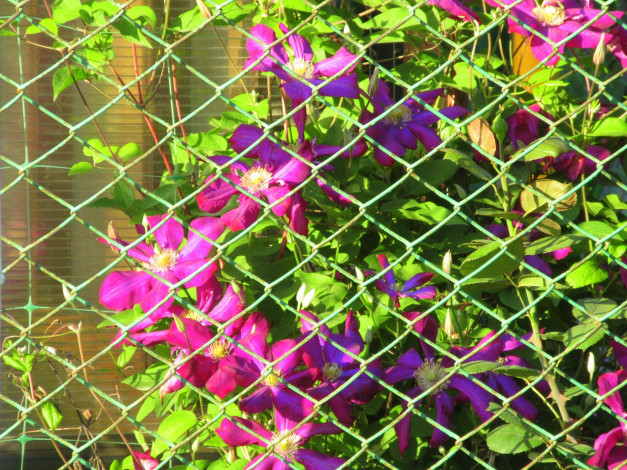 Обои картинки фото цветы, клематис , ломонос, весна, 2018