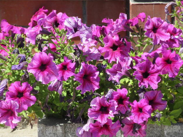 Обои картинки фото цветы, петунии,  калибрахоа, лето, 2018