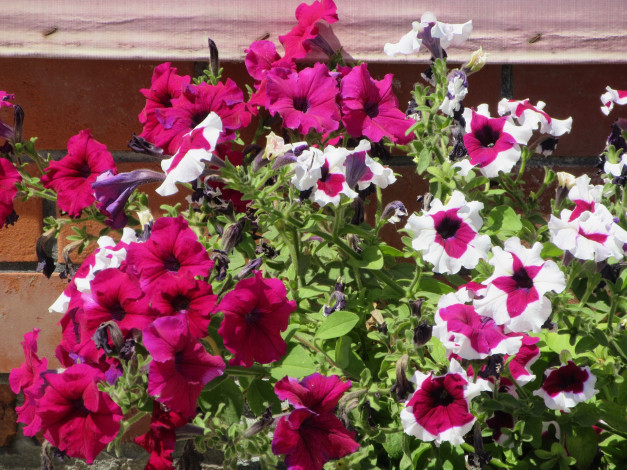 Обои картинки фото цветы, петунии,  калибрахоа, лето, 2018