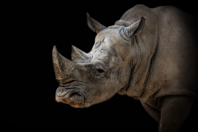 Обои картинки фото животные, носороги, черный, фон, белый, носорог