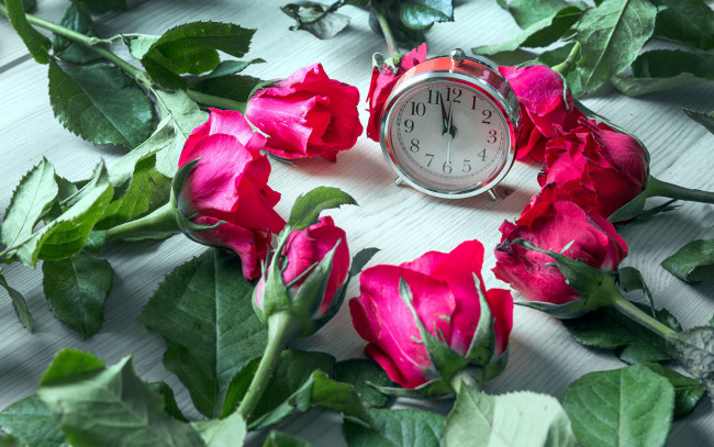 Обои картинки фото цветы, розы, бутоны, будильник