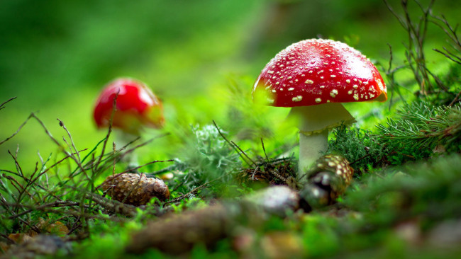 Обои картинки фото природа, грибы,  мухомор, мухоморы