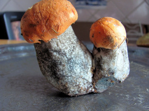 Картинка еда грибы +грибные+блюда подосиновики дуэт